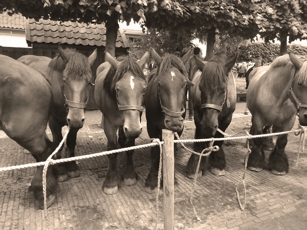 Trekpaarden aan een touw tijdens de paardenmarkt, in sepia